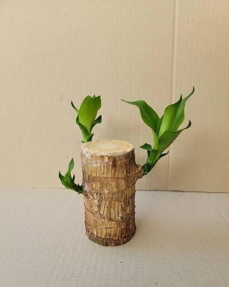 Brazilian Lucky Wood – Mini Home Decor Plant