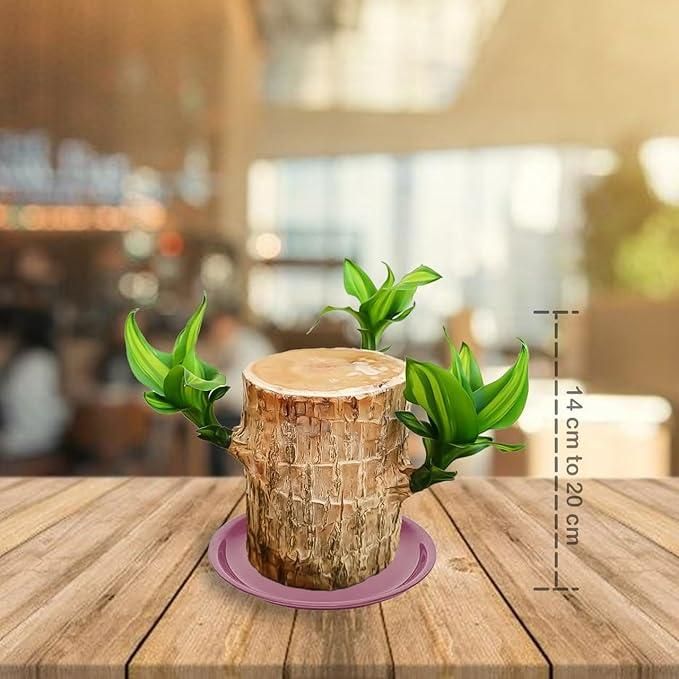Brazilian Lucky Wood – Mini Home Decor Plant