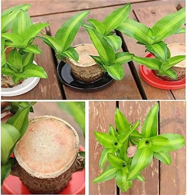 Brazilian Lucky Wood – Mini Home Decor Plant