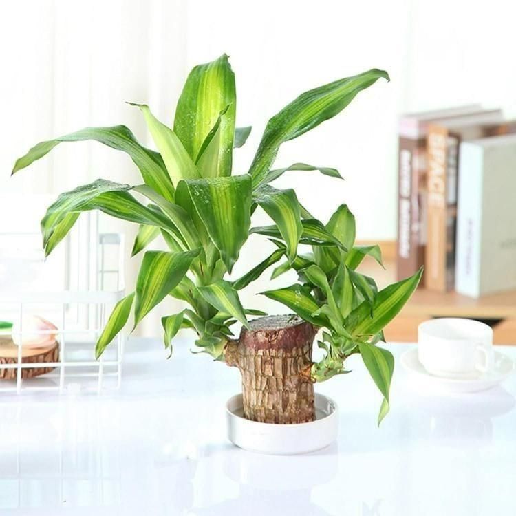 Brazilian Lucky Wood – Mini Home Decor Plant