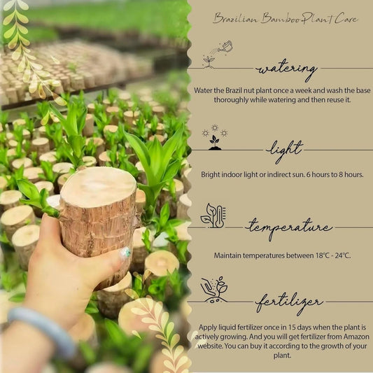 Brazilian Lucky Wood – Mini Home Decor Plant